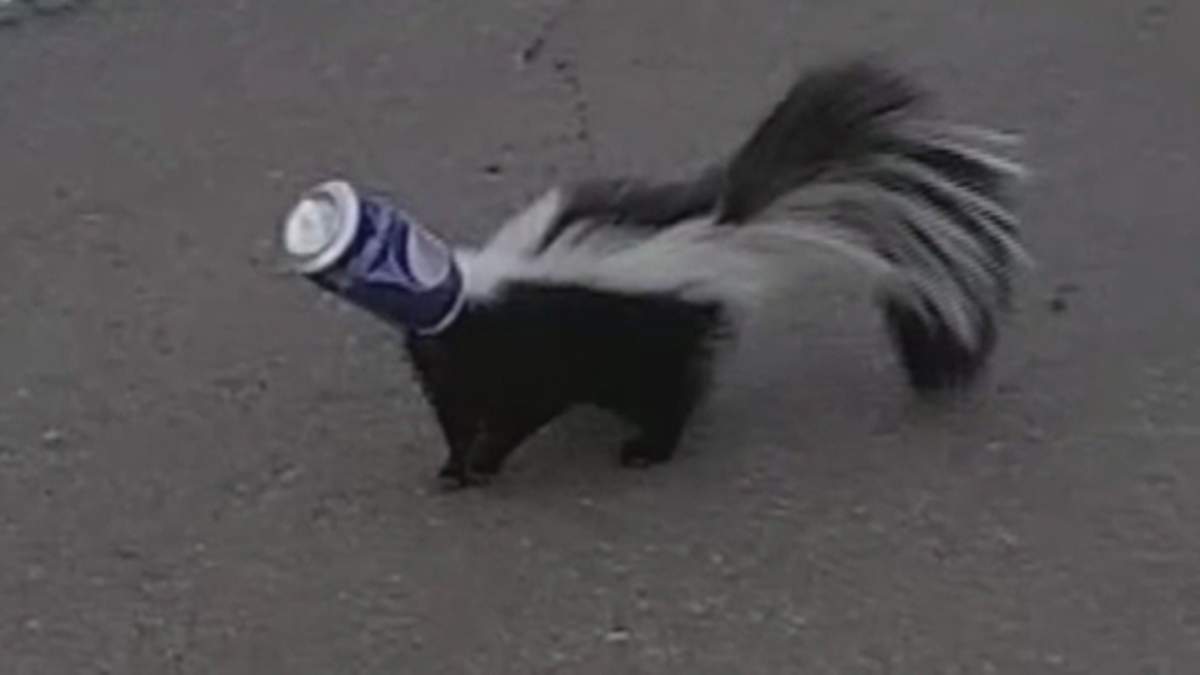 WATCH: Colorado cops terrified of skunk spray rescue critter from can - image