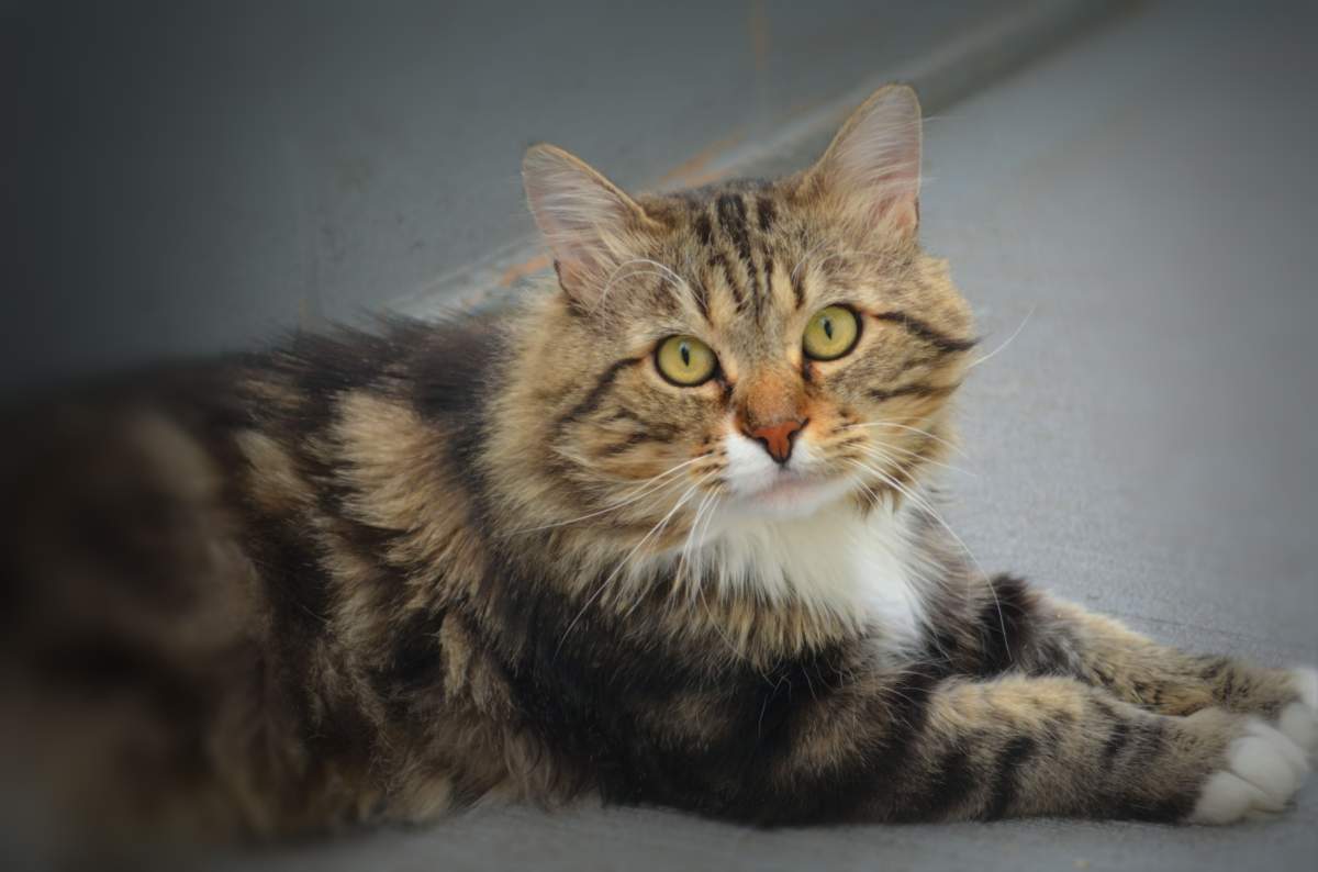 Penticton SPCA seeks donations for stray cat with bullet wound - image