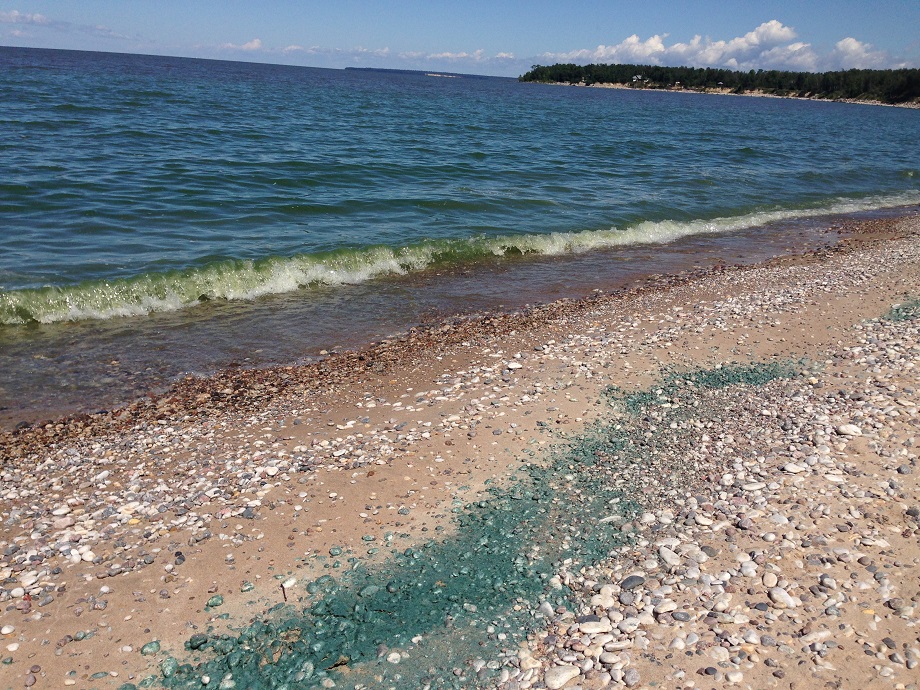 Algae washes up on the shore at Hillside Beach on Monday. 