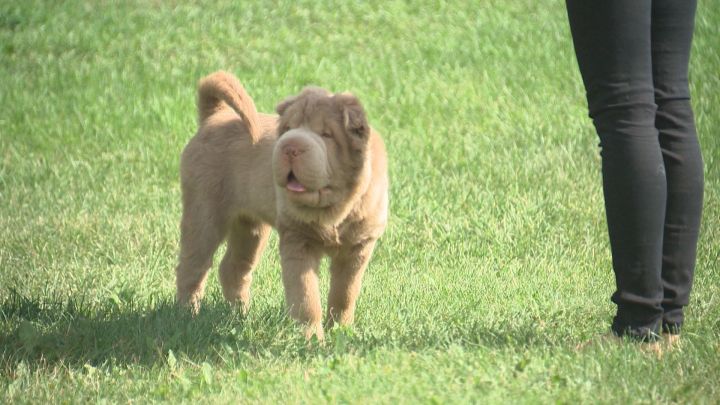 tonkey shar pei