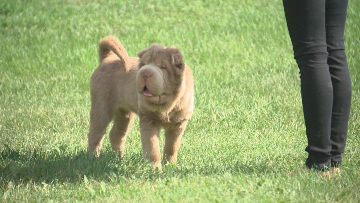 Tonkey the four-month-old bear coat Shar-Pei has become an Internet sensation.
