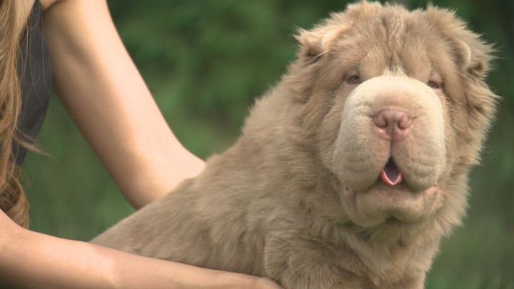 tonkey shar pei