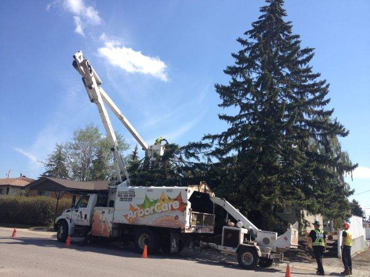 A tree was apparently struck by lightning during Calgary’s Aug. 4, 2015 storm.