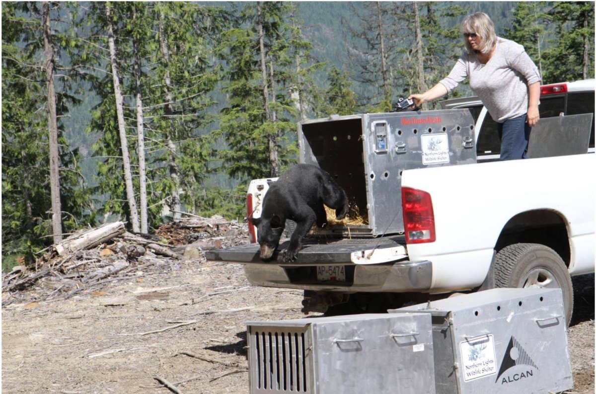 Wildlife rehabilitation society hopes for surge in donations for new truck - image