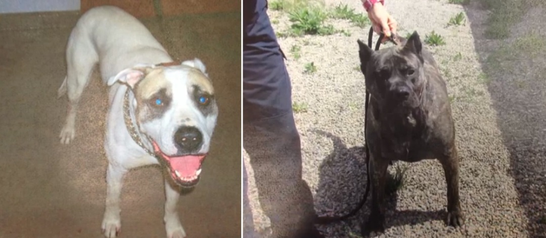 A Pitbull named Buddy and Presca Canario named Jake have beeen declared dangerous dogs and euthanized.