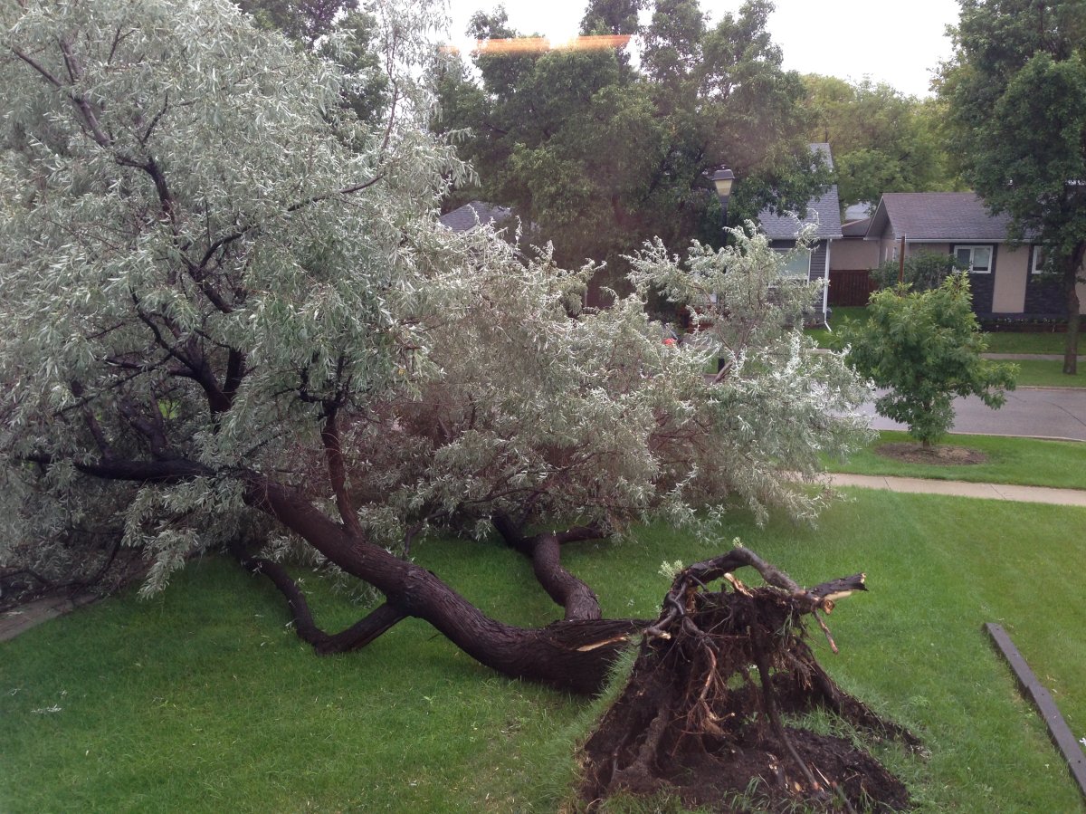 Storm clean-up continues but more rain expected - image
