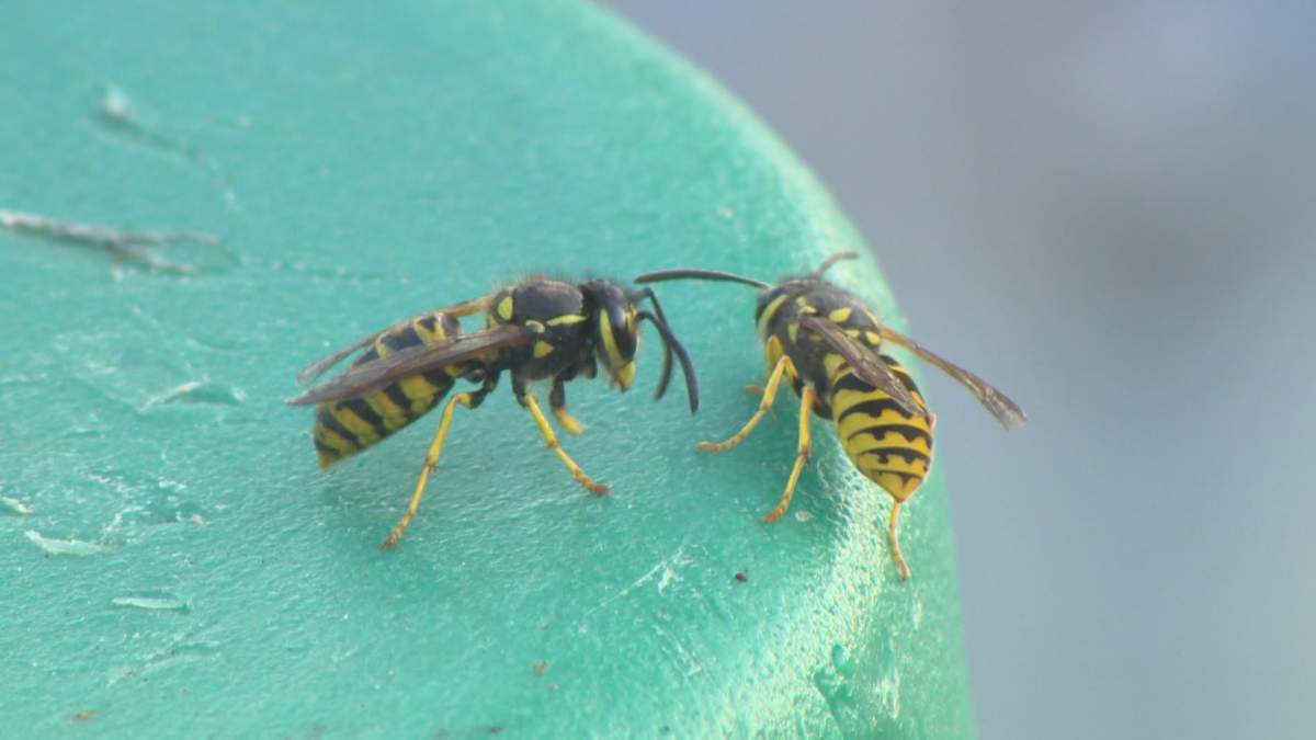 If you've been bothered by wasps, Winnipeg's Taz Stuart says they will get worse before they are gone.