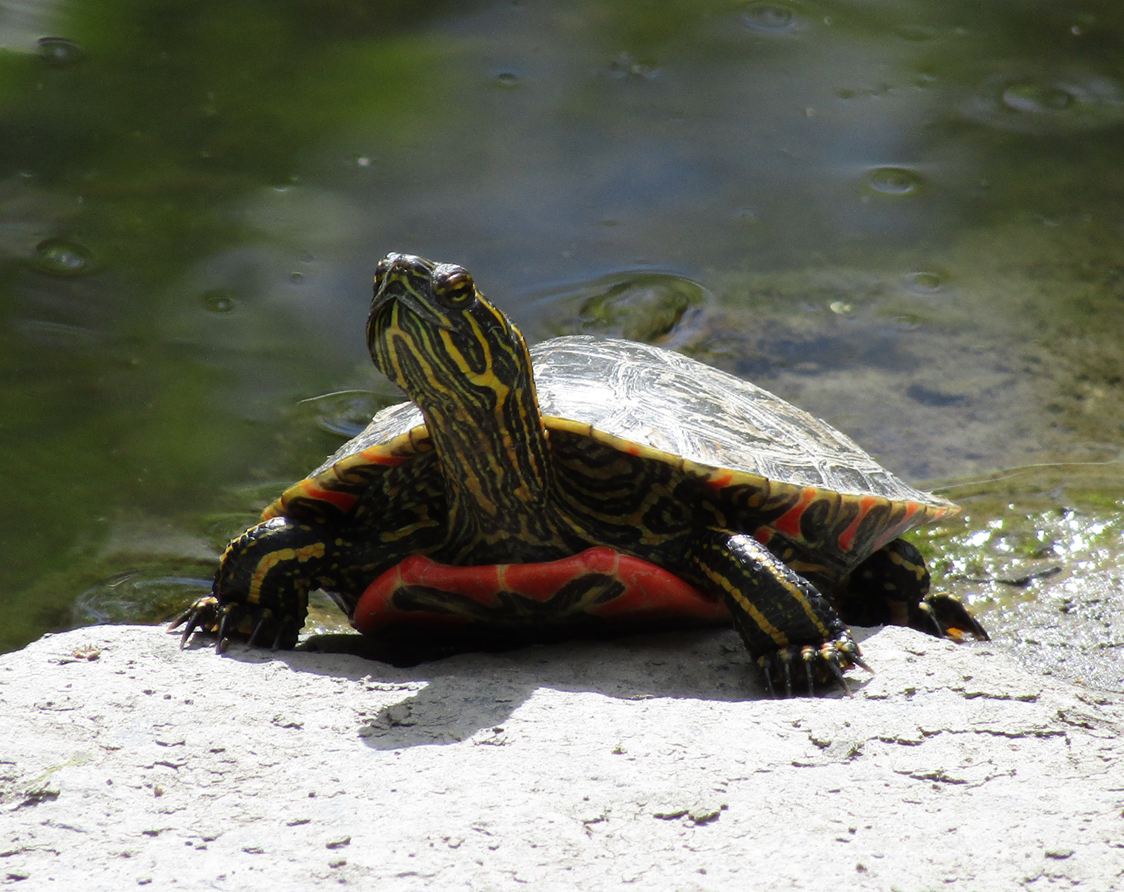 Okanagan Western Painted Turtles threatened by non-native species ...