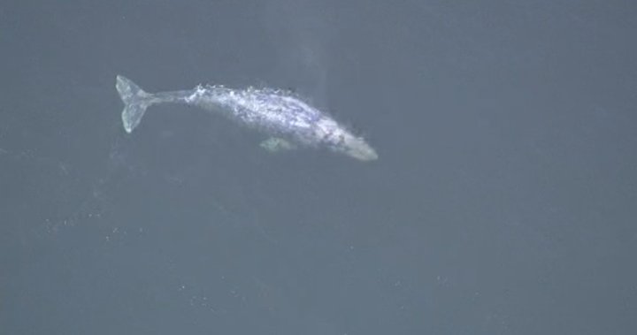 WATCH: Grey whale spotted near Stanley Park - BC | Globalnews.ca
