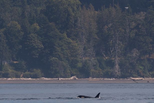 2 U.S. drone pilots ticketed for flying too close to orcas, Transport Canada says no precedent here in B.C. yet - image