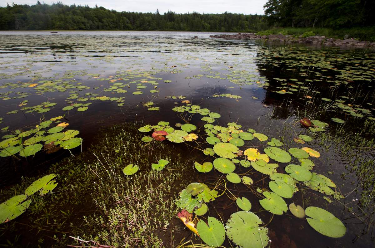 Submitted photo of Wilsons Lake Conservation Lands. 