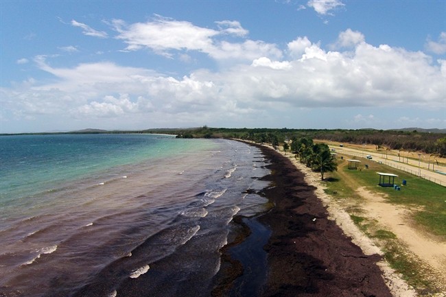 Large quantities of seaweed lays ashore at the “Playa Los Machos” beach, in Ceiba, Puerto Rico, Saturday, Aug. 8, 2015. 