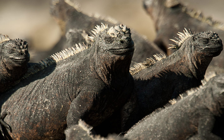 Group of Marine iguanas (Amblyrhynchus cristatus), Fernandina Island, Galapagos Islands, Ecuador.