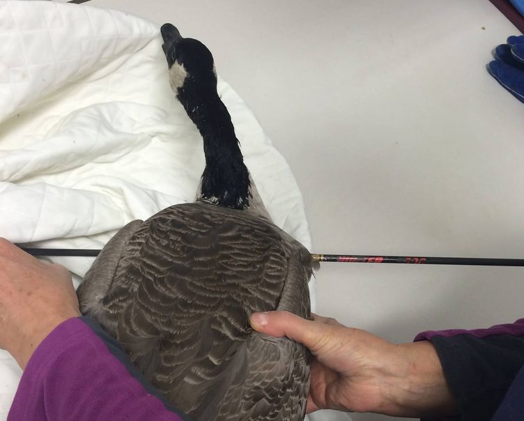 Canada goose 18 years quotes sales