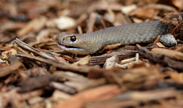 A deadly Australian eastern brown snake -- which has enough venom to kill 20 adults with a single bite -- is photographed in the Sydney suburb of Terrey Hills on September 25, 2012., in the Sydney on October 3, 2012.  