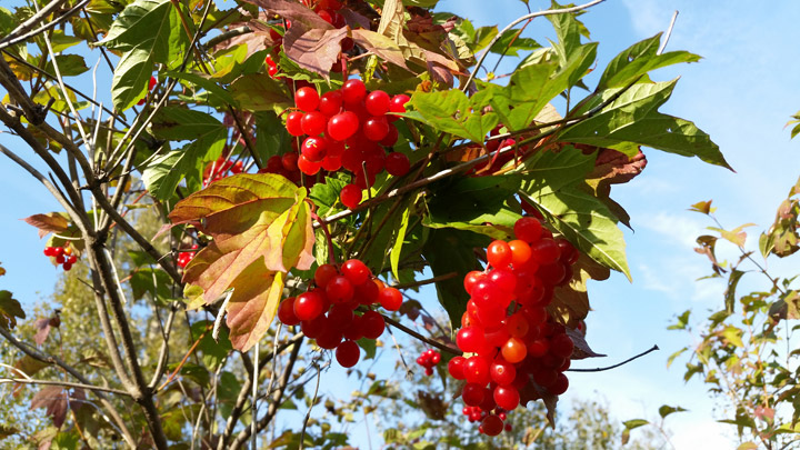 Sept. 18: This Your Saskatchewan photo was taken by Terrie Helman at Little Loon Lake.