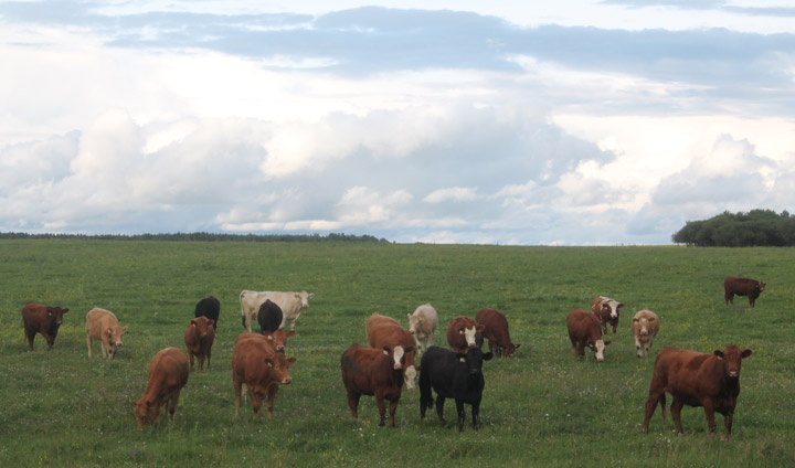 Sept. 21: This Your Saskatchewan photo was taken by Linda Munden near Arborfield.