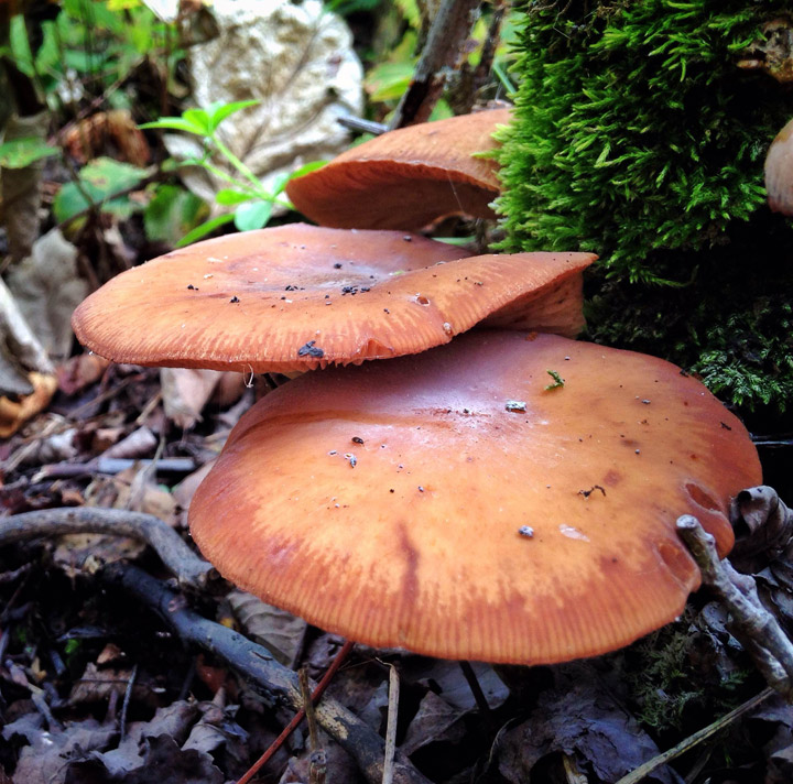Sept. 24: This Your Saskatchewan photo of fungi near Wakaw was taken by Trudy Tarasoff.