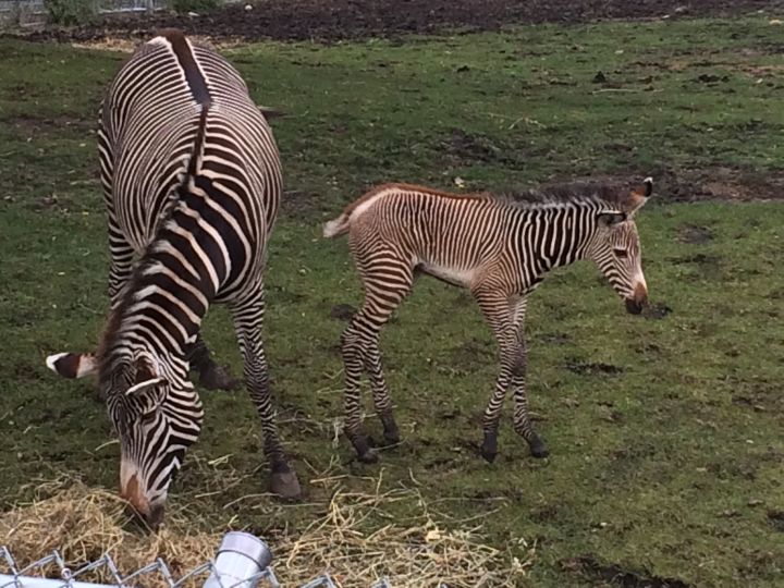 The Edmonton Valley Zoo is celebrating the birth of a baby zebra.