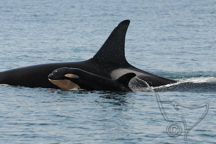 New baby orca spotted near Sooke is the fifth addition since December - image