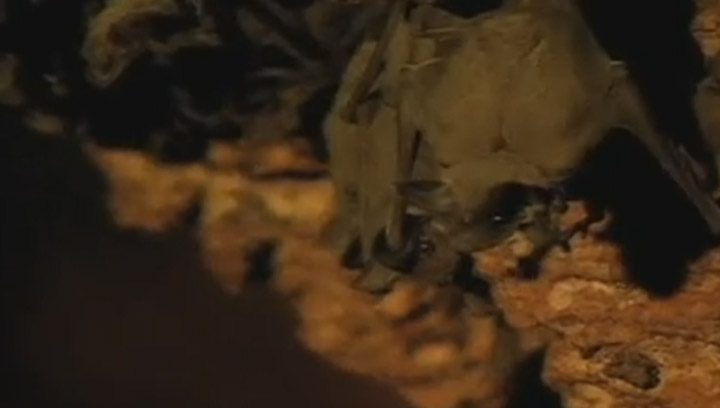 Pet owners warned to get their pets vaccinated after three bats found north of Saskatoon test positive for rabies.