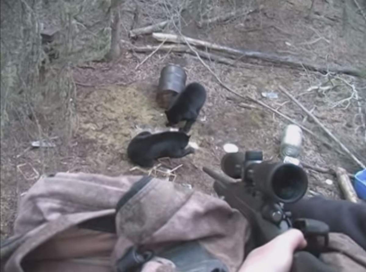 A nine-year-old boy getting ready to shoot his first bear in northwestern Alberta.