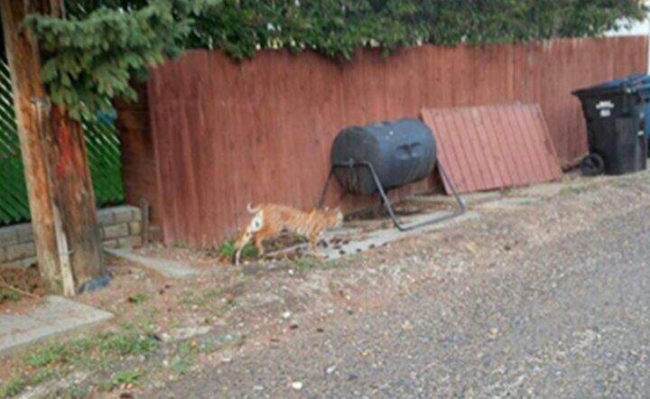 Calgary Bobcat