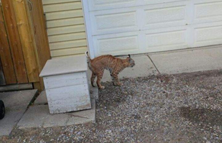 Calgary bobcat