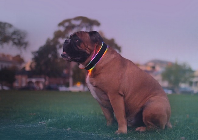 The Buddy collar is shown.