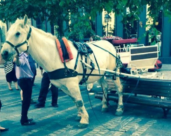 A Global News viewer sent in a photo of a calèche horse that got spooked and jumped over a park bench, Thursday, September 17, 2015.