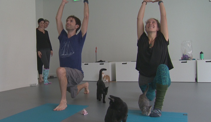 The Cats on Mats event helped give local yoga lovers a chance to stretch alongside cats that have been recently rescued.