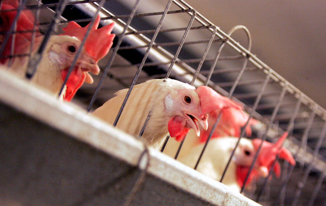 Animal welfare activists also have long called for the banishment of battery cages, which confine hens to spaces so small they're barely able to move.
