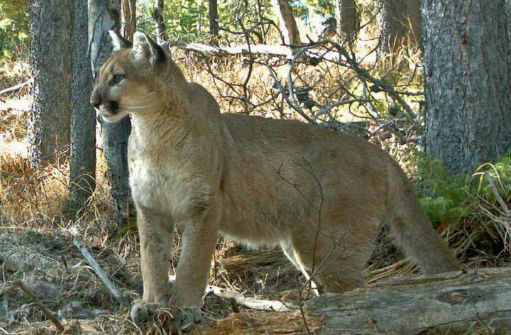 File photo of a cougar. 