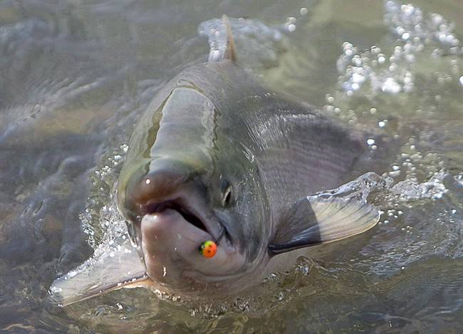 Cooling rivers take heat off returning salmon - image