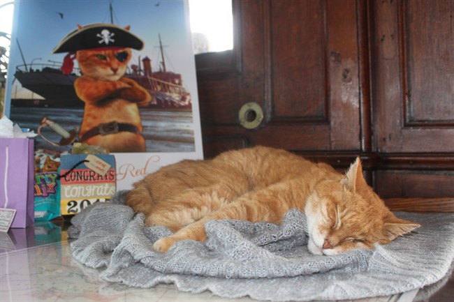 Erik The Red rests on a table in the chart room of the CSS Acadia in Halifax, N.S., during his retirement party on Sunday, Sept. 20, 2015. 