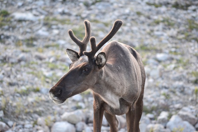 File photo of a Woodland caribou. A draft agreement has been reached between B.C., Ottawa and two First Nations to protect the province's dwindling caribous population.