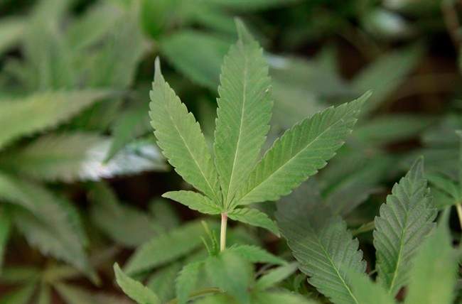 Legalizing marijuana would be bad news for Winnipeg drug trade: Criminologist - image
