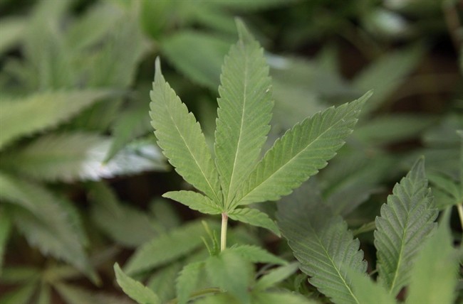 Legalizing marijuana would be bad news for Winnipeg drug trade: Criminologist - image