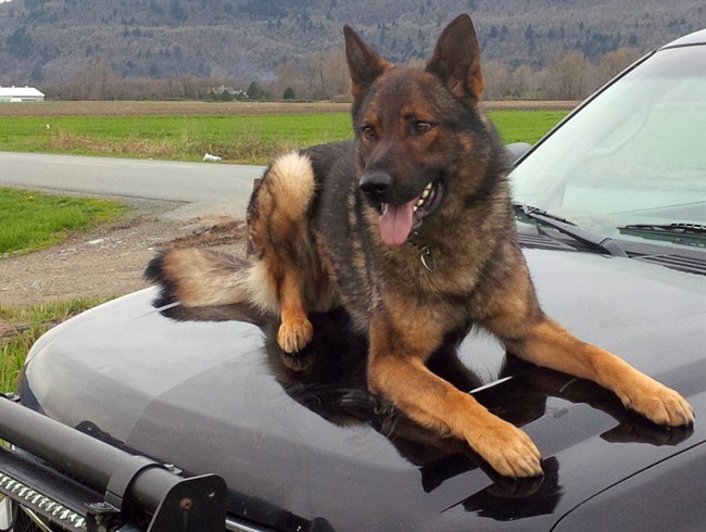 A RCMP service dog is show in this file photo. 