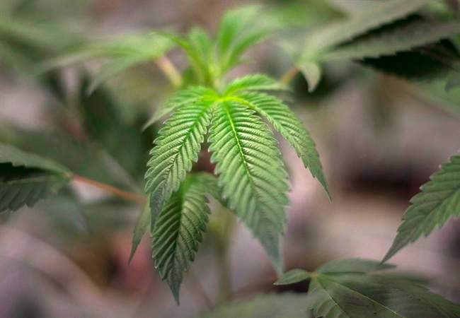 Canadian realtors are raising fears that growing recreational marijuana at home “unleashes all kinds of problems,” while suggesting that growing four plants amounts to a “grow-op.” 
.