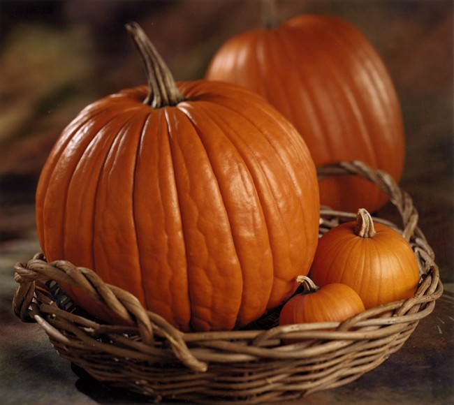 Pumpkins of all sizes are pictured in this file photo.
