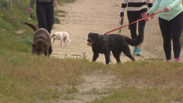 Two recent dog deaths in Saskatoon may have been due to mushrooms, not malicious poisoning.