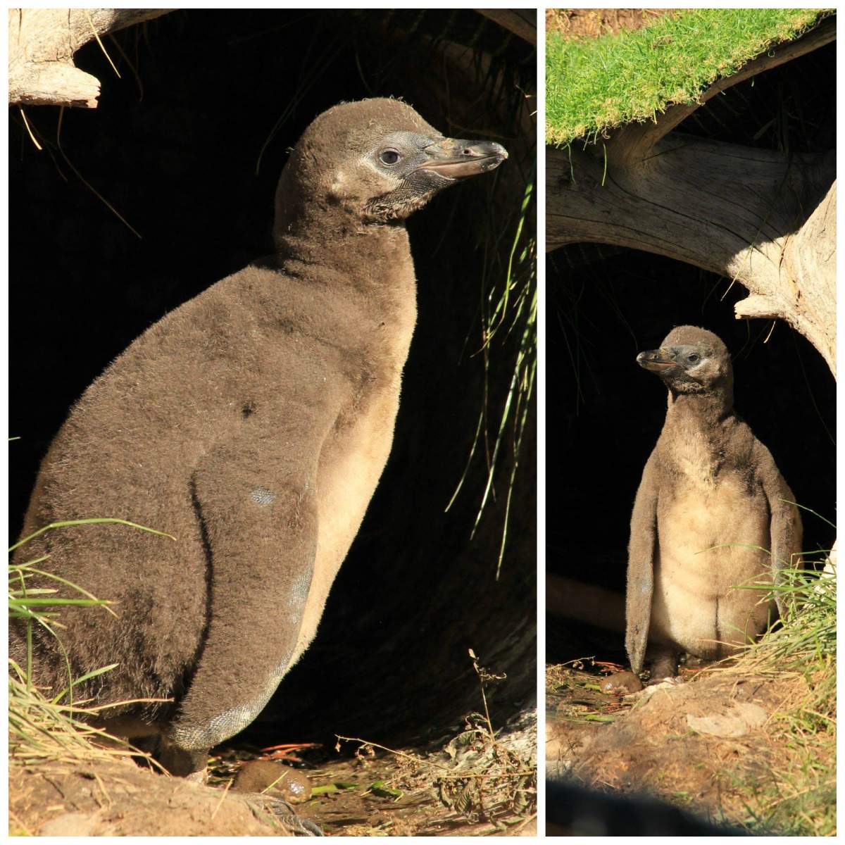 The Calgary Zoo's Humboldt penguin chick Emilio. 