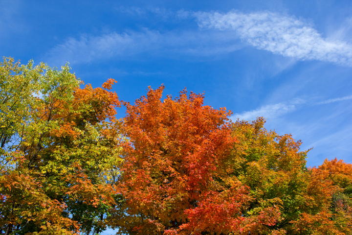 The inaugural Marché de Nuit Midland Night Market will take place from 1 p.m. to 9 p.m. on Elizabeth Street, between King and First streets.
