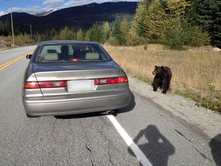 The two people in this car were fined 4345 for intentionally feeding dangerous wildlife.