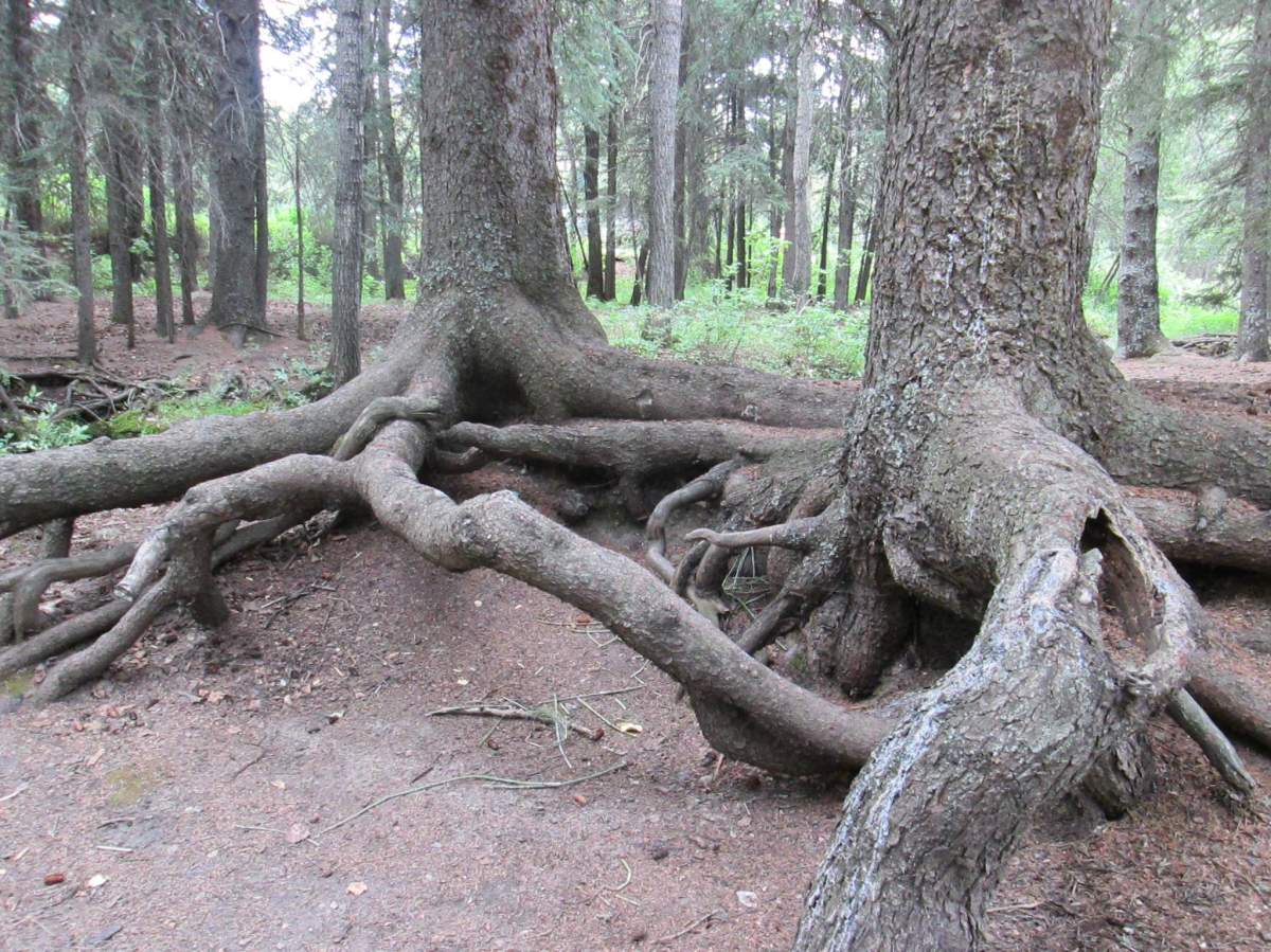 September 19: This Your Saskatchewan photo was taken by Suzanne Nakagawa at Pine Cree Regional Park near Eastend.