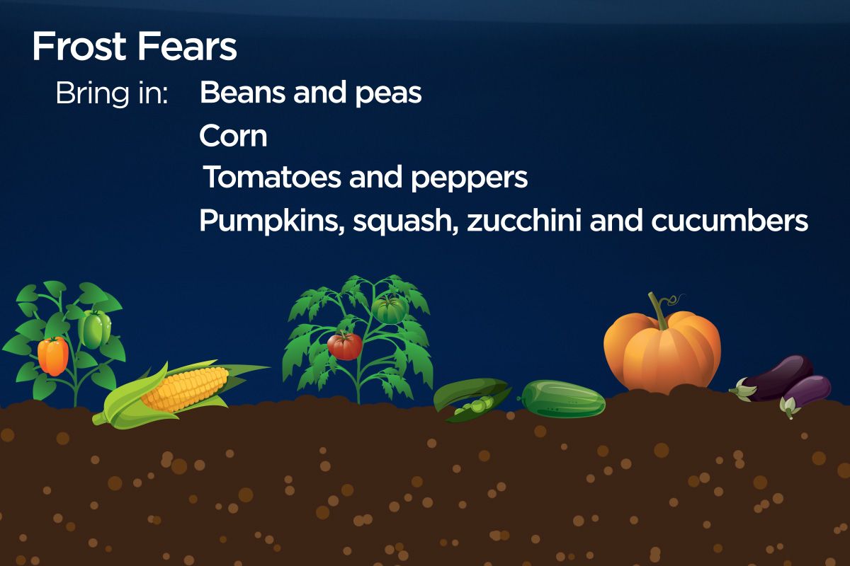 Tomatoes, peppers, peas, corn and gourds can be damaged by a light frost.