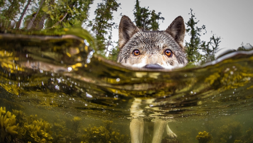 File photo. An environmentalist group is trying to drum up petition signatures to stop the Ministry of Forests from extending wolf trapping season on Vancouver Island by two months.