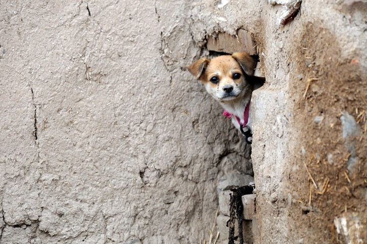 A dog is seen at the Yongtai Acient City on June 20, 2015 in Jingtai County, Gansu Province of China. (Photo by ChinaFotoPress/ChinaFotoPress via Getty Images).