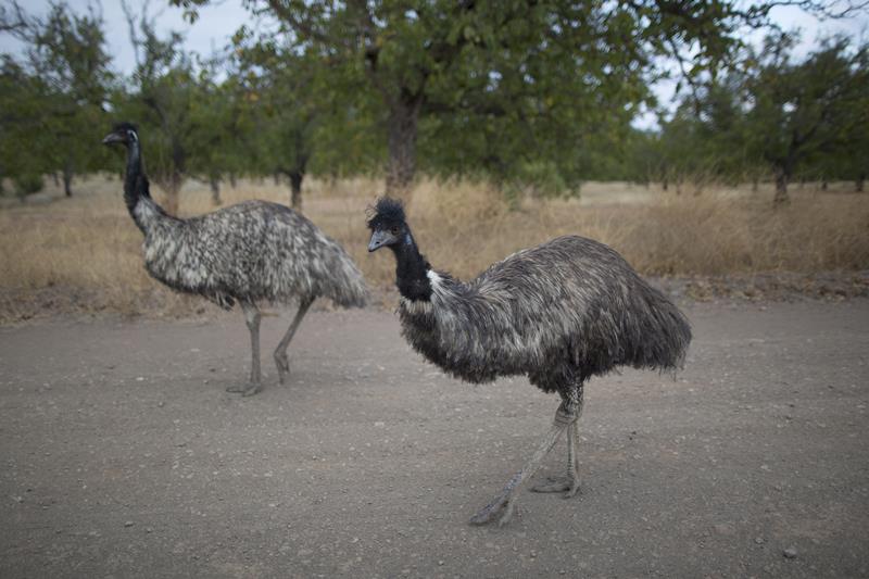 Loose emu recognizes owner, returns home in a prius - image